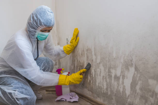 Best Mold Removal for HVAC Installations  in Eaton Rapids, MI