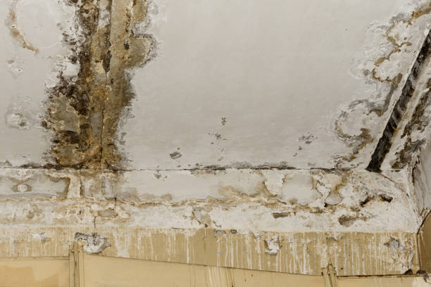Professional Mold Removal in Eaton Rapids, MI