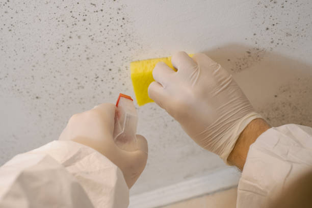 Best Asbestos and Lead Testing During Mold Inspection  in Eaton Rapids, MI