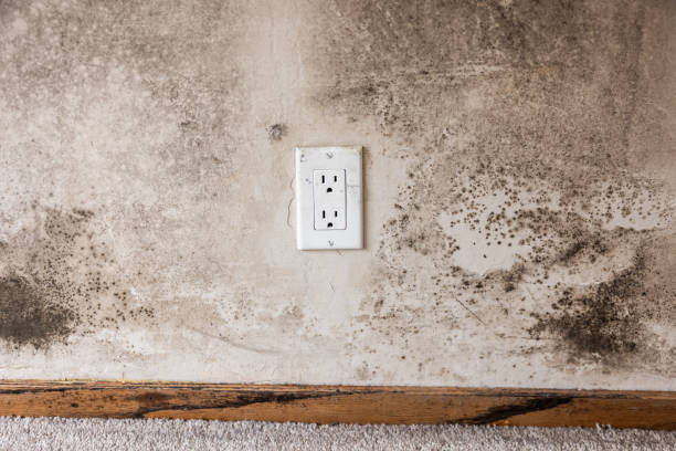 Best Attic Mold Removal  in Eaton Rapids, MI